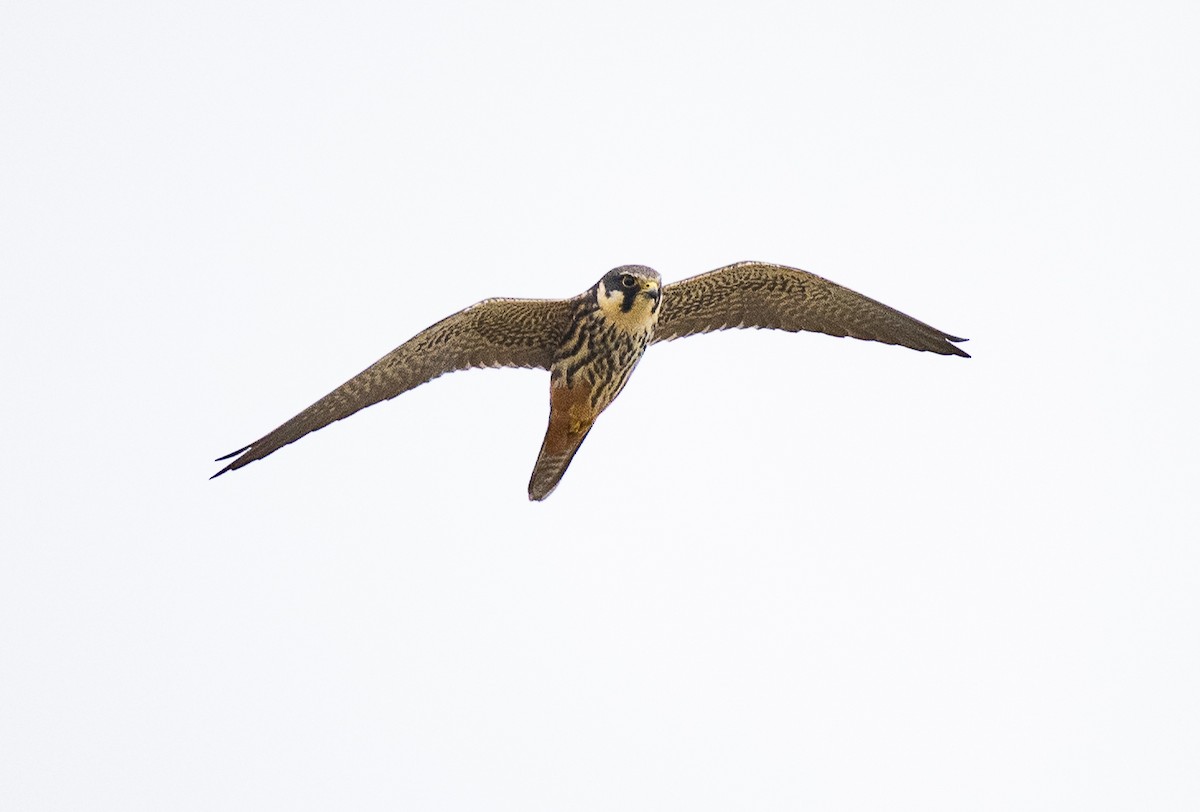 Eurasian Hobby - ML618256691