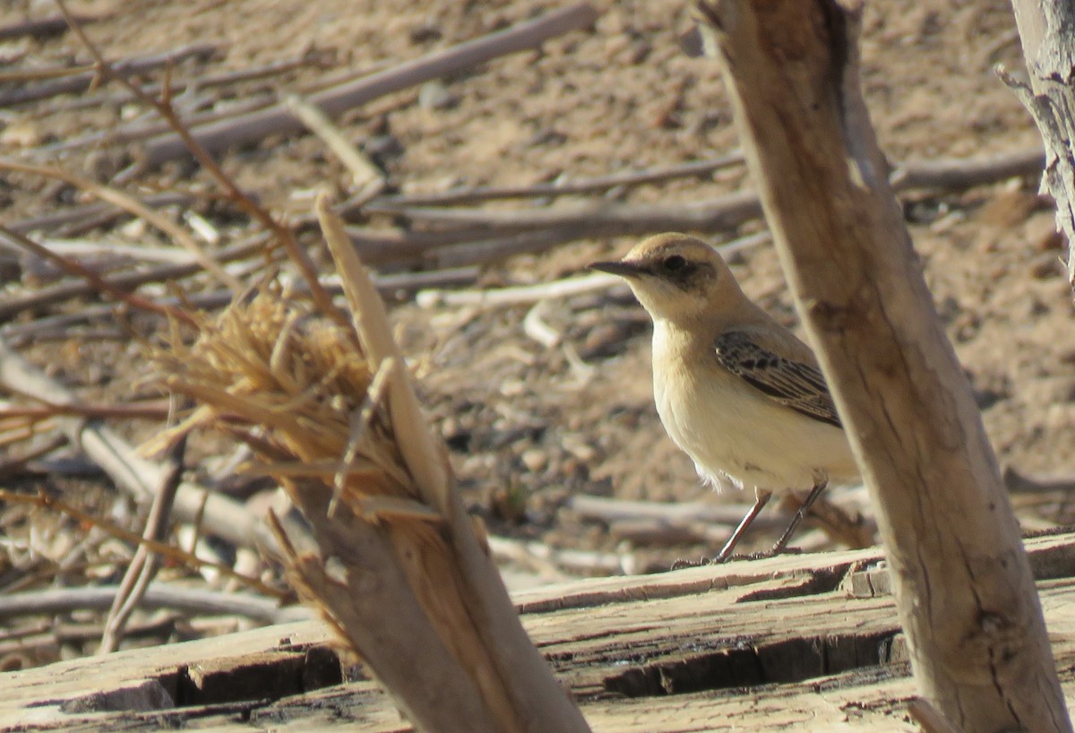 Western Black-eared Wheatear - Zlatan Celebic