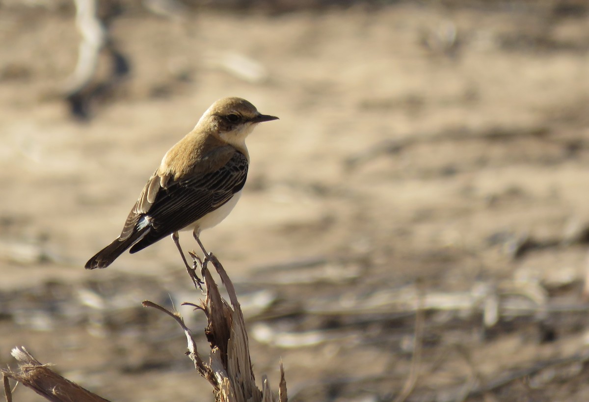 Western Black-eared Wheatear - Zlatan Celebic