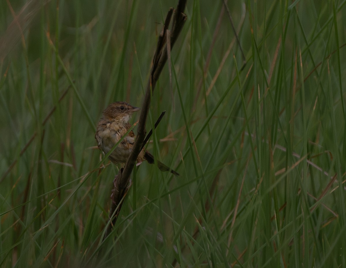 Bristled Grassbird - Chai Eng Law