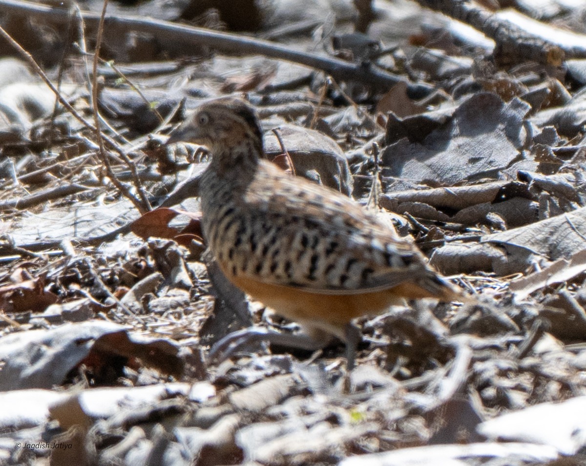 Barred Buttonquail - ML618256723