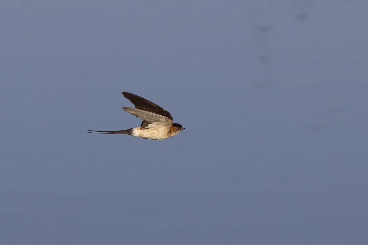 Red-rumped Swallow - Delfin Gonzalez