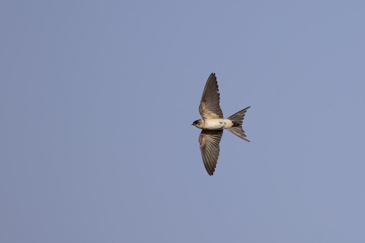 Red-rumped Swallow - Delfin Gonzalez