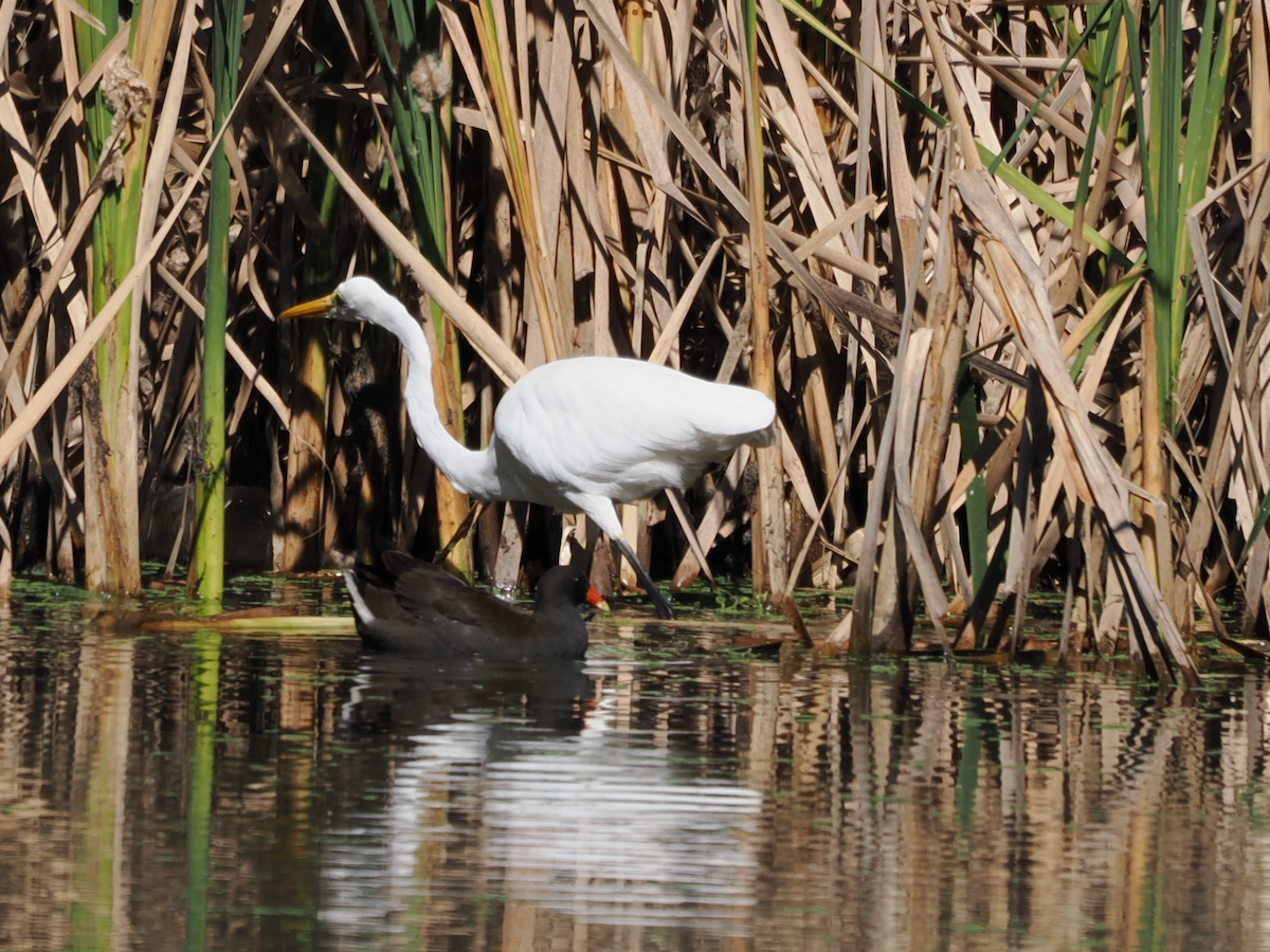 Great Egret - Stephen Bruce