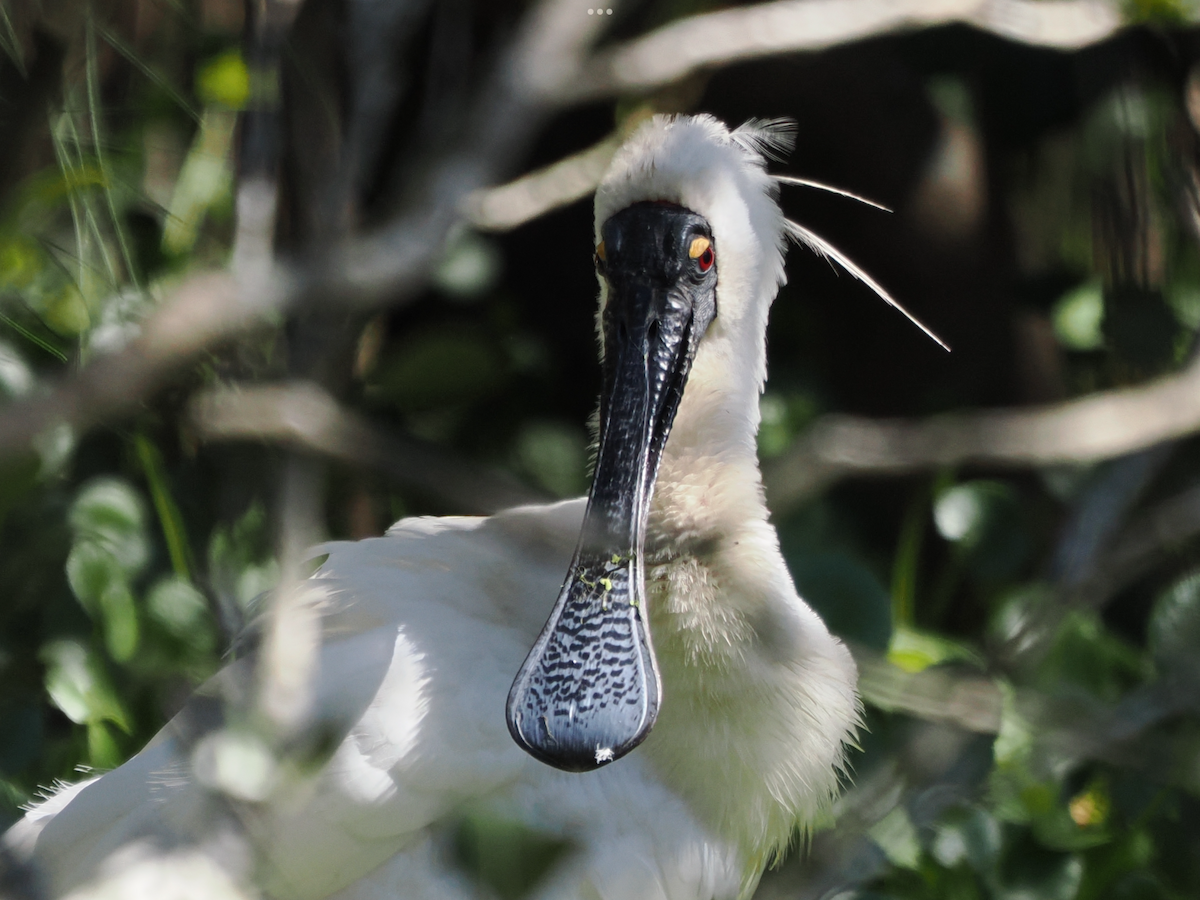 Royal Spoonbill - ML618256814