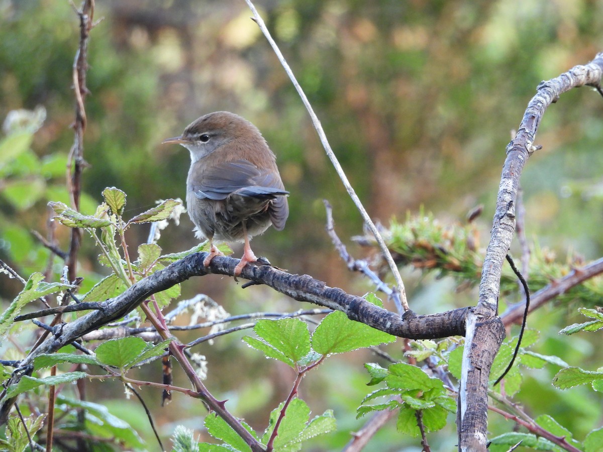 Cetti's Warbler - ML618256828