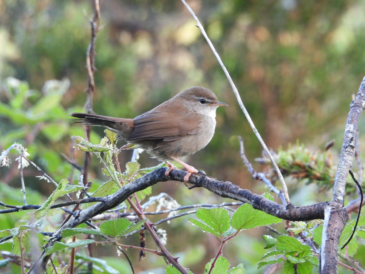 Cetti's Warbler - ML618256829