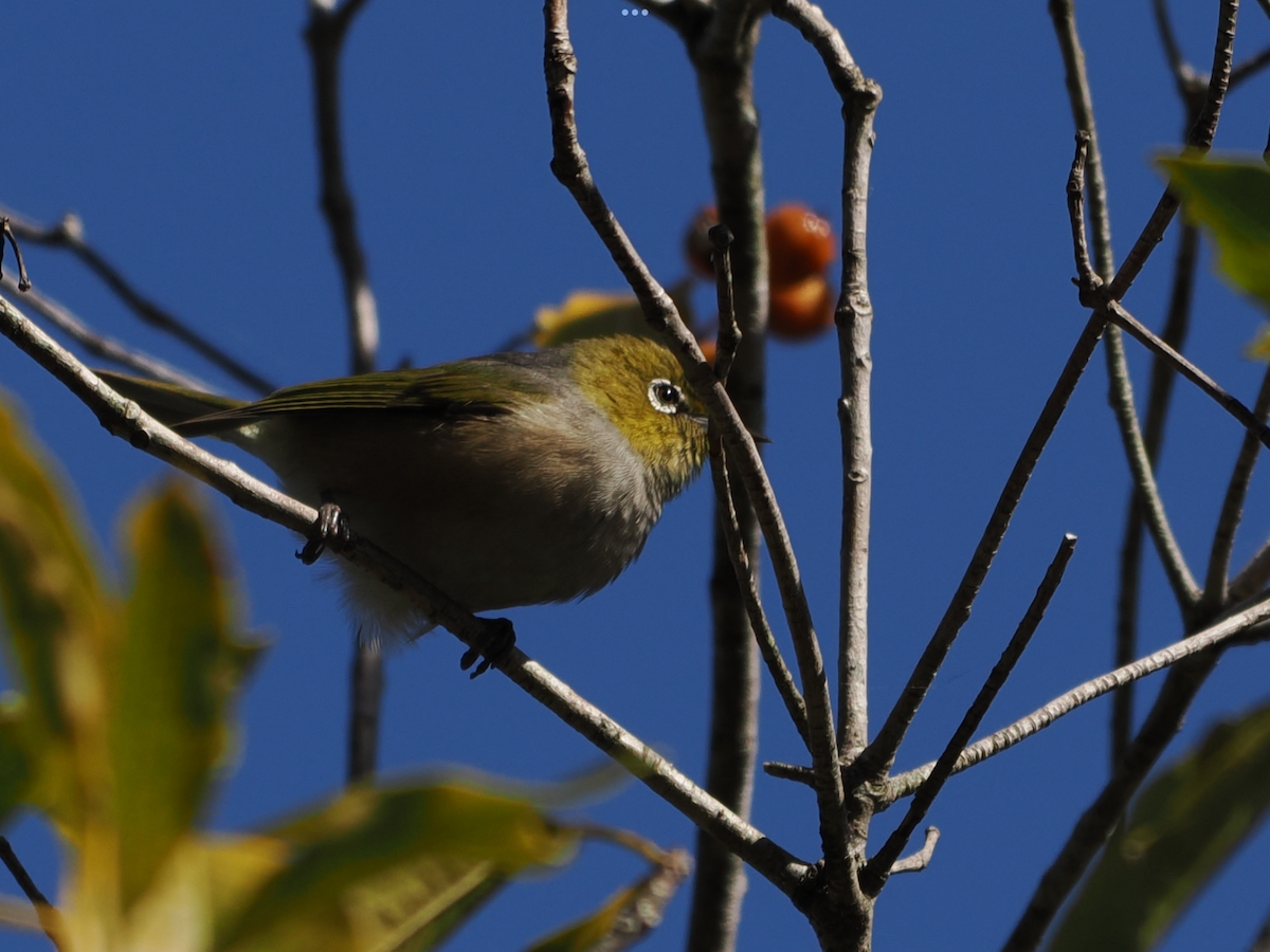 Silvereye - Stephen Bruce