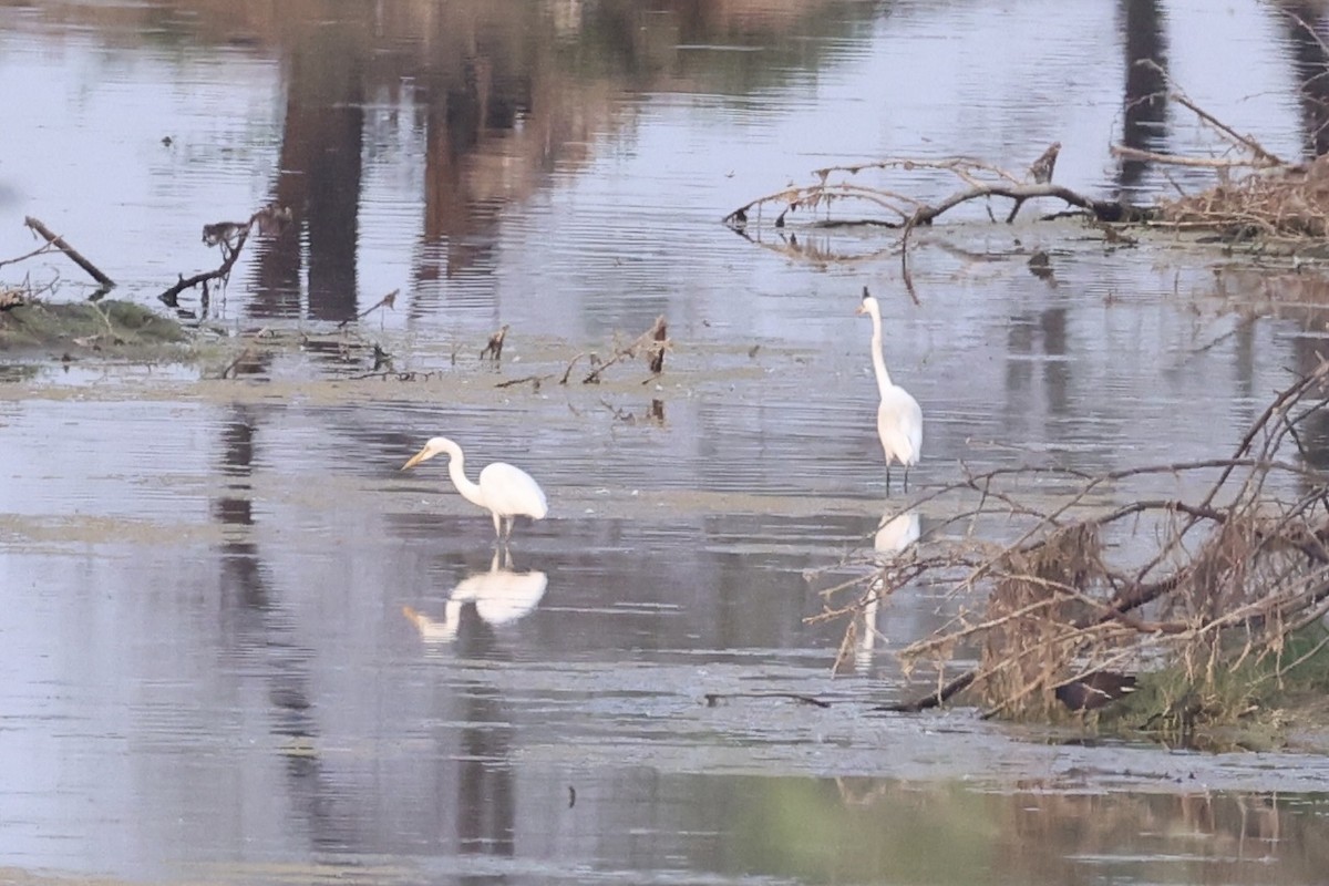 Medium Egret - Andrew William