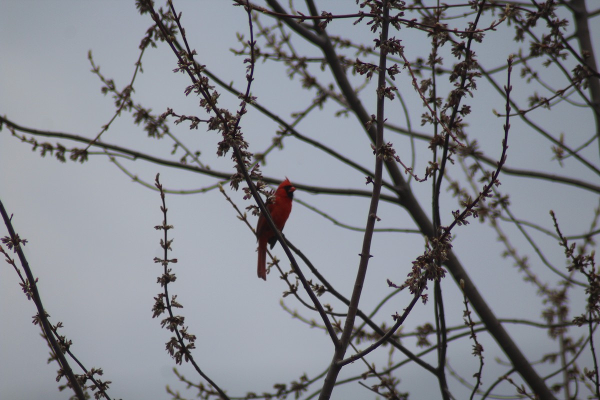 Northern Cardinal - Brittany Comeau