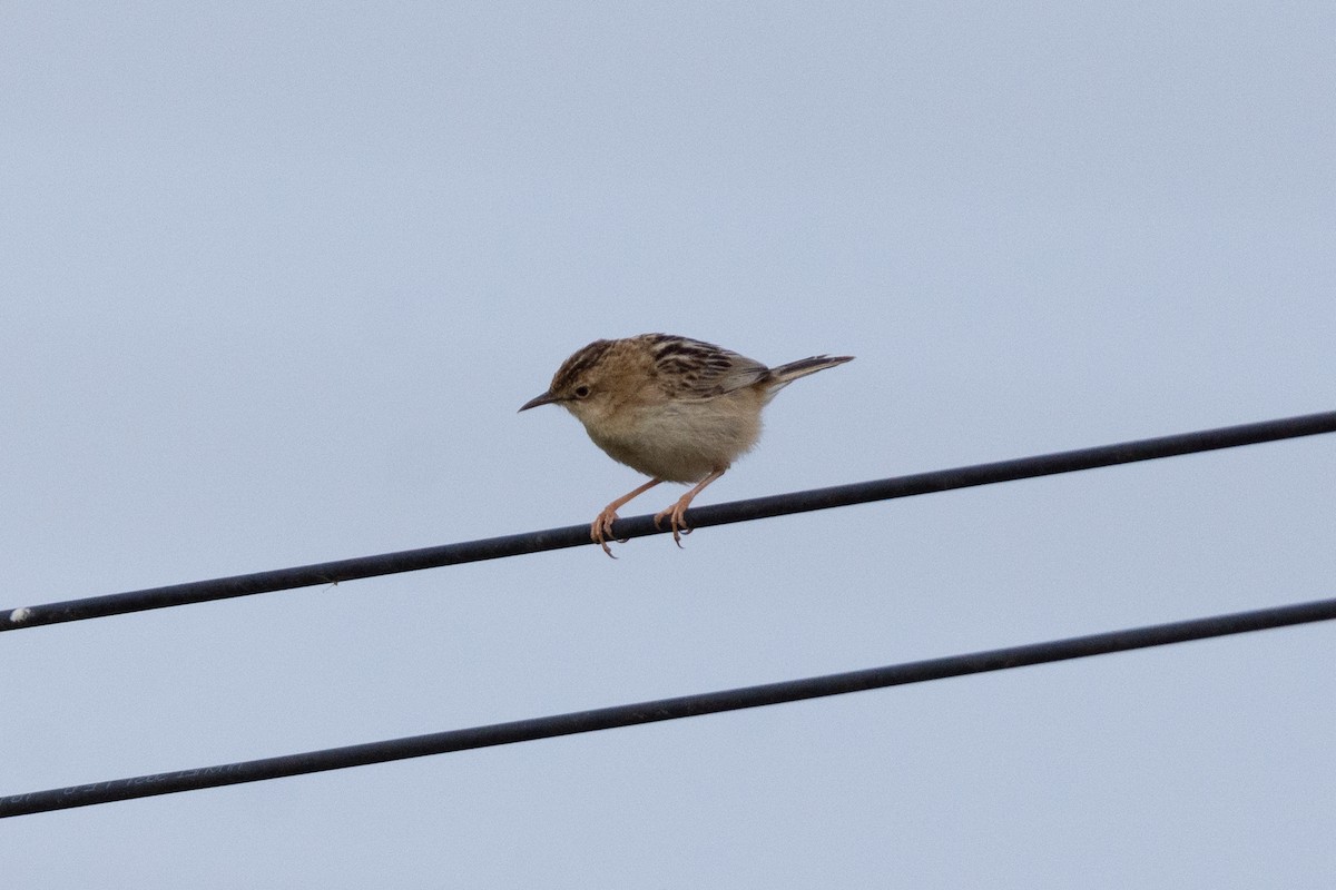 Zitting Cisticola - ML618256873