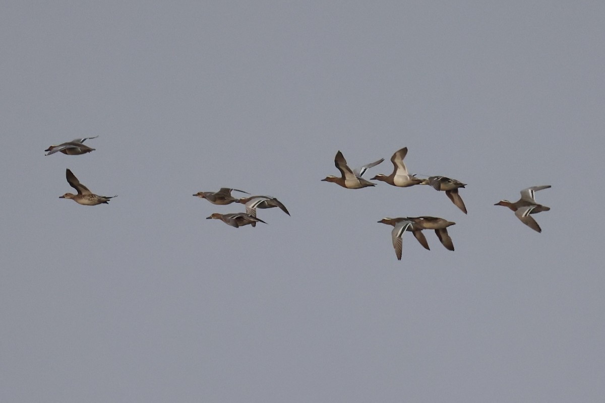 Garganey - Andrew William