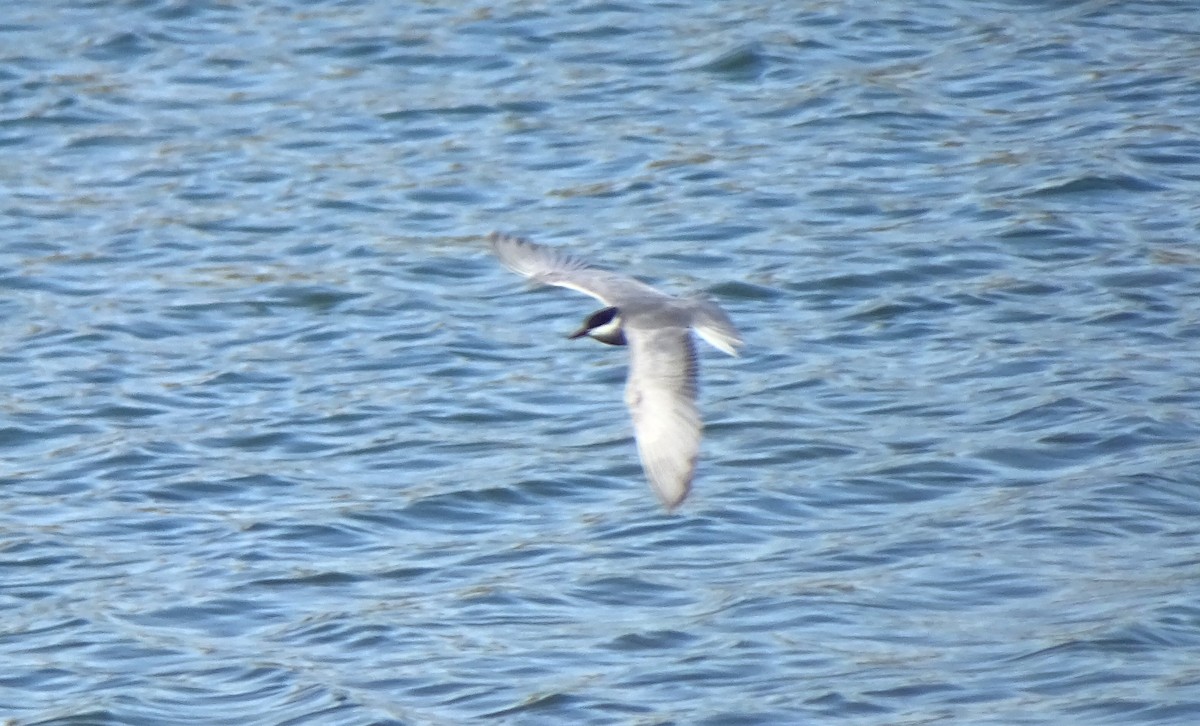 Whiskered Tern - ML618256884