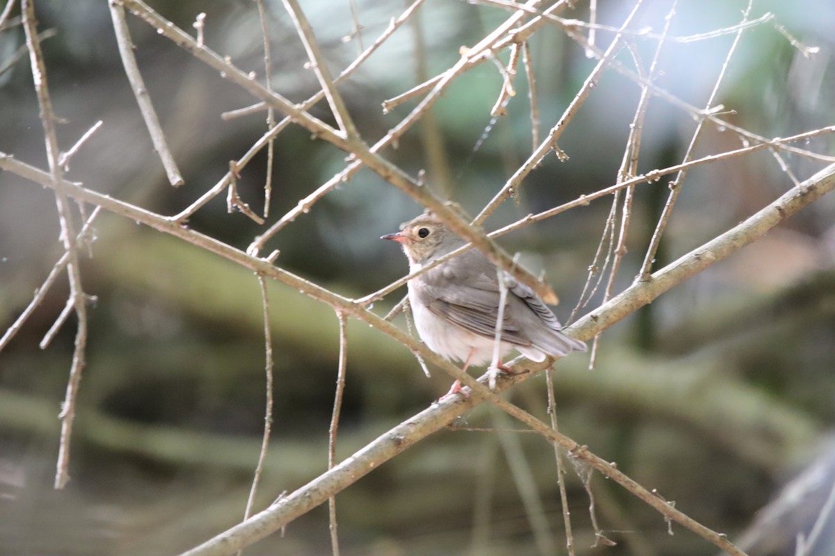 Swainson's Thrush - Jeff Schroeder