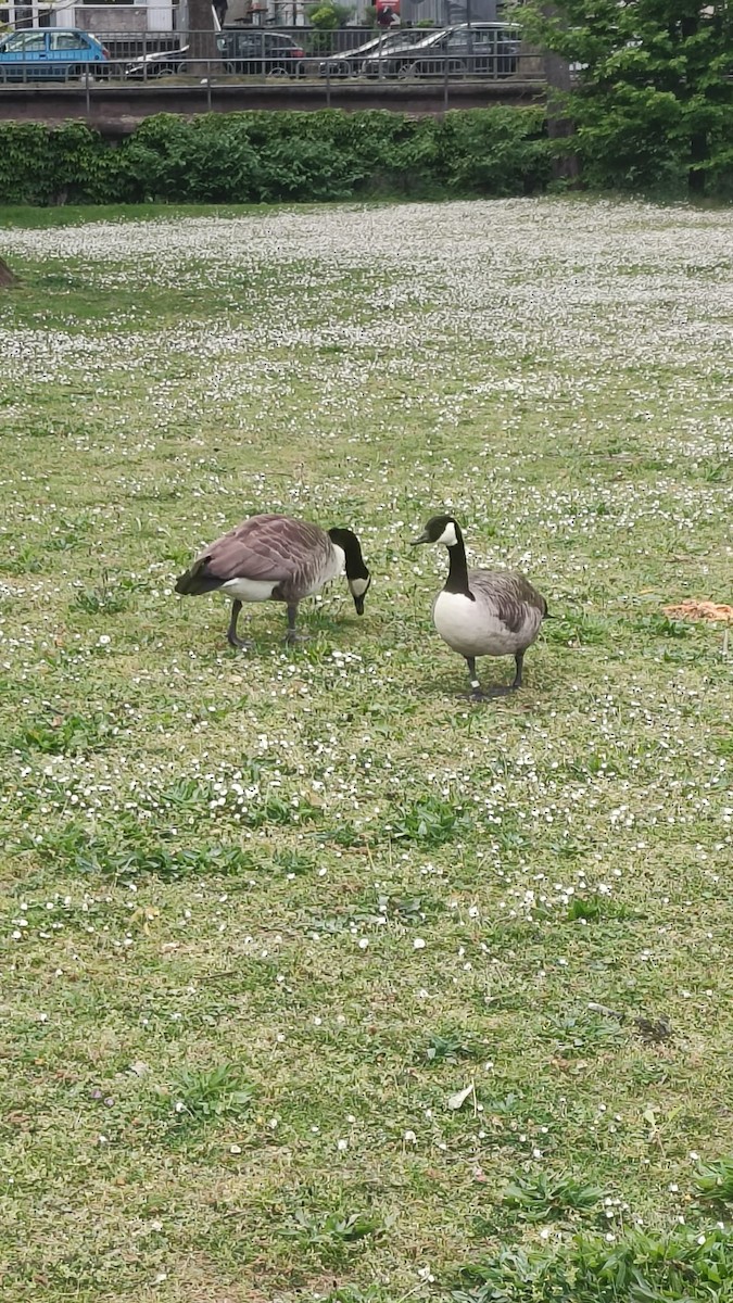 berneška velká - ML618256893