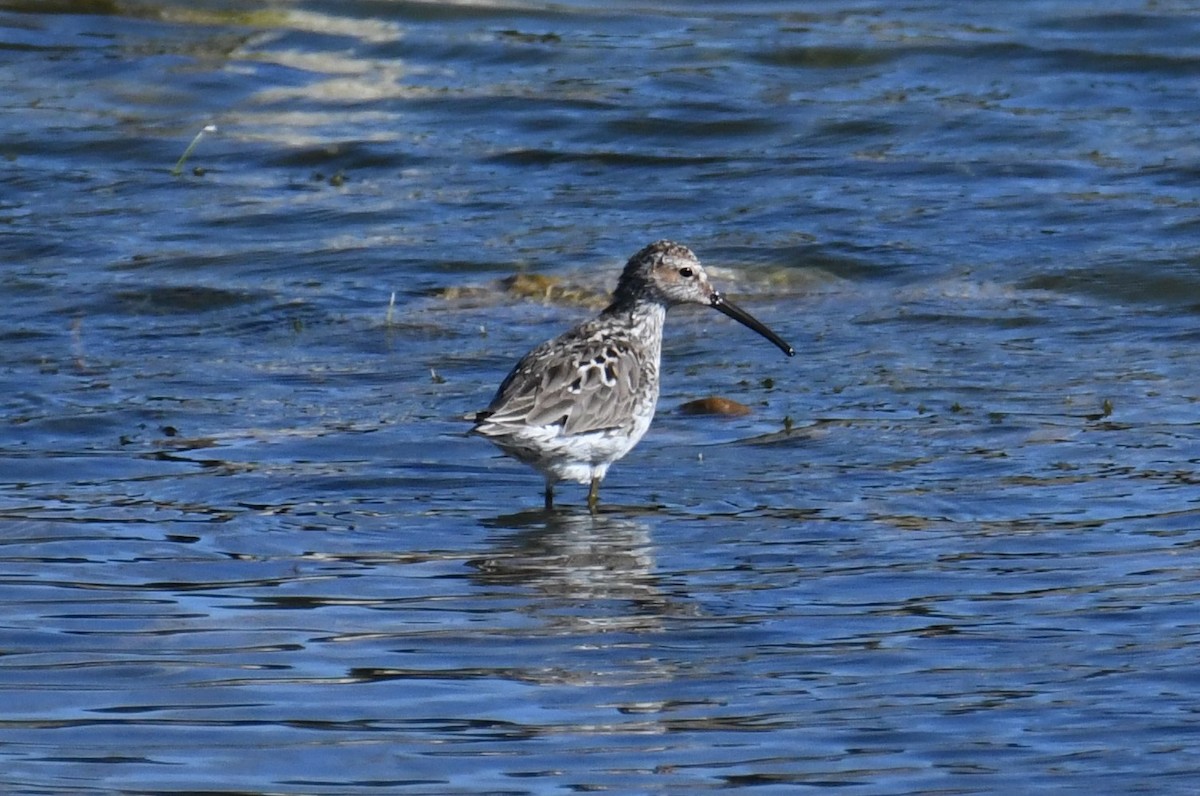 Stilt Sandpiper - Colin Dillingham