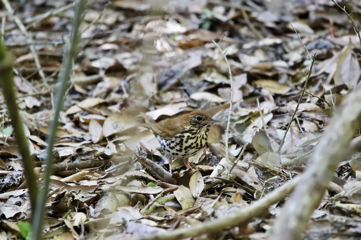 Wood Thrush - Jeff Schroeder