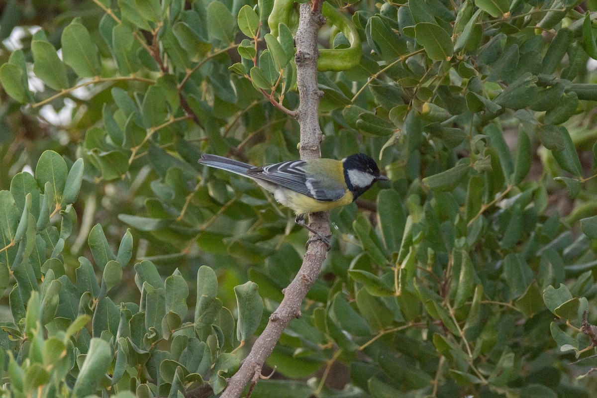 Great Tit - ML618256908