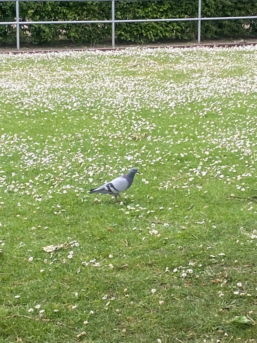 holub skalní (domácí) - ML618256913