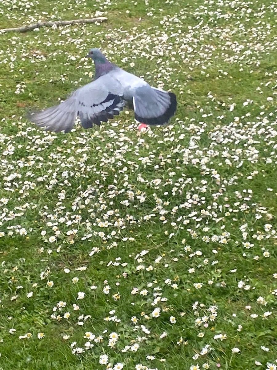 holub skalní (domácí) - ML618256914