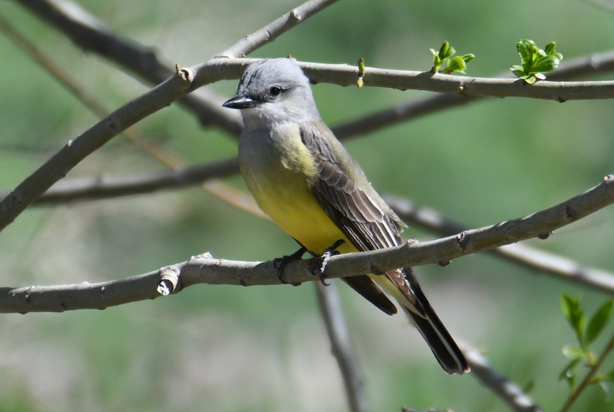 Western Kingbird - Colin Dillingham