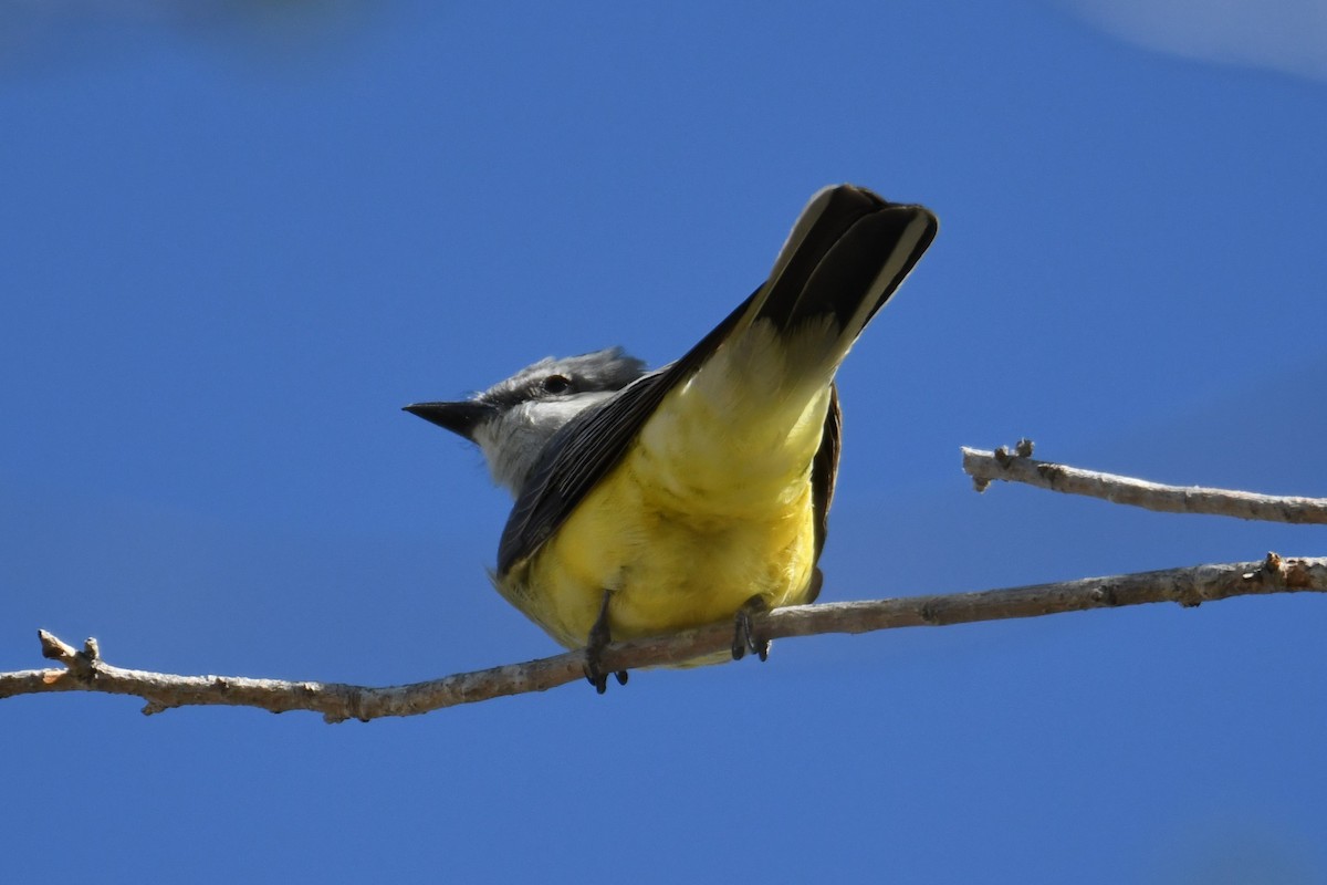 Western Kingbird - Colin Dillingham