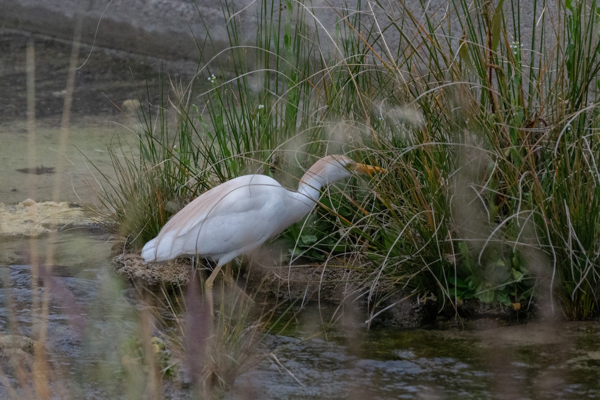 Western Cattle Egret - ML618256943