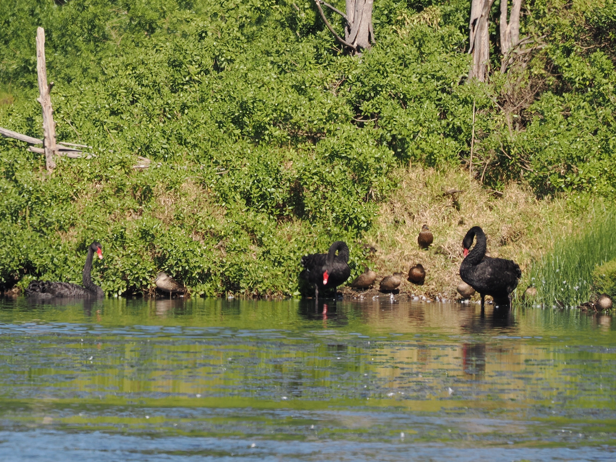 Black Swan - ML618256945