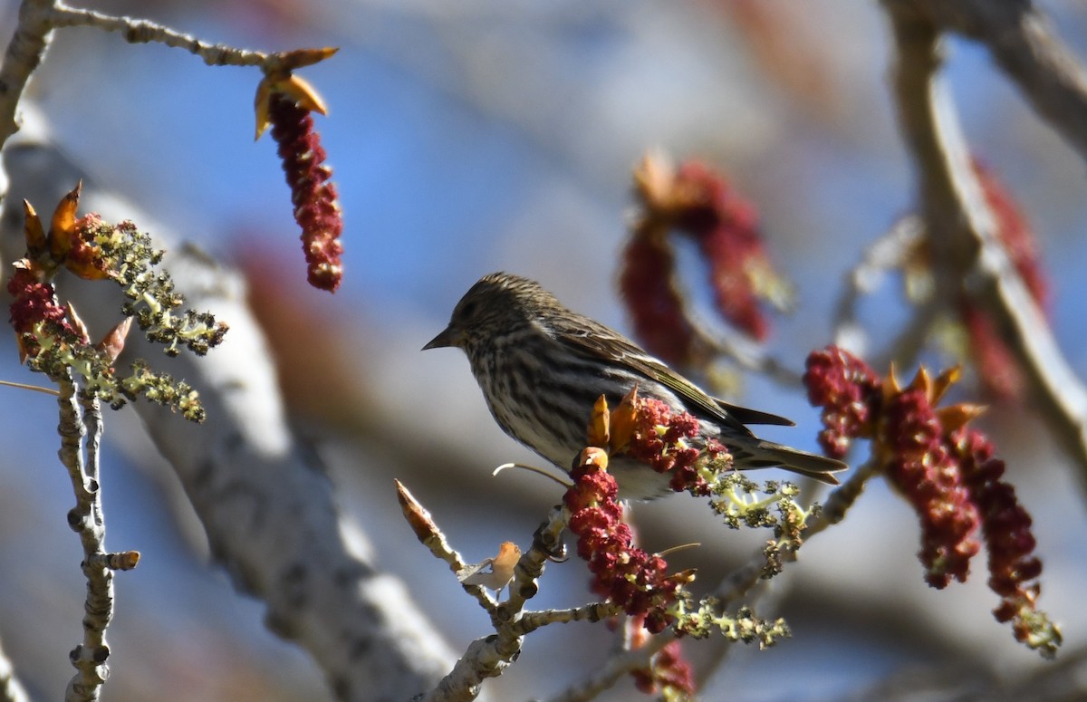 Pine Siskin - ML618256969