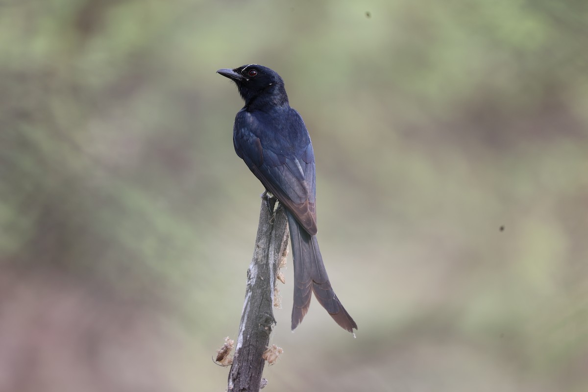 Black Drongo - ML618256979