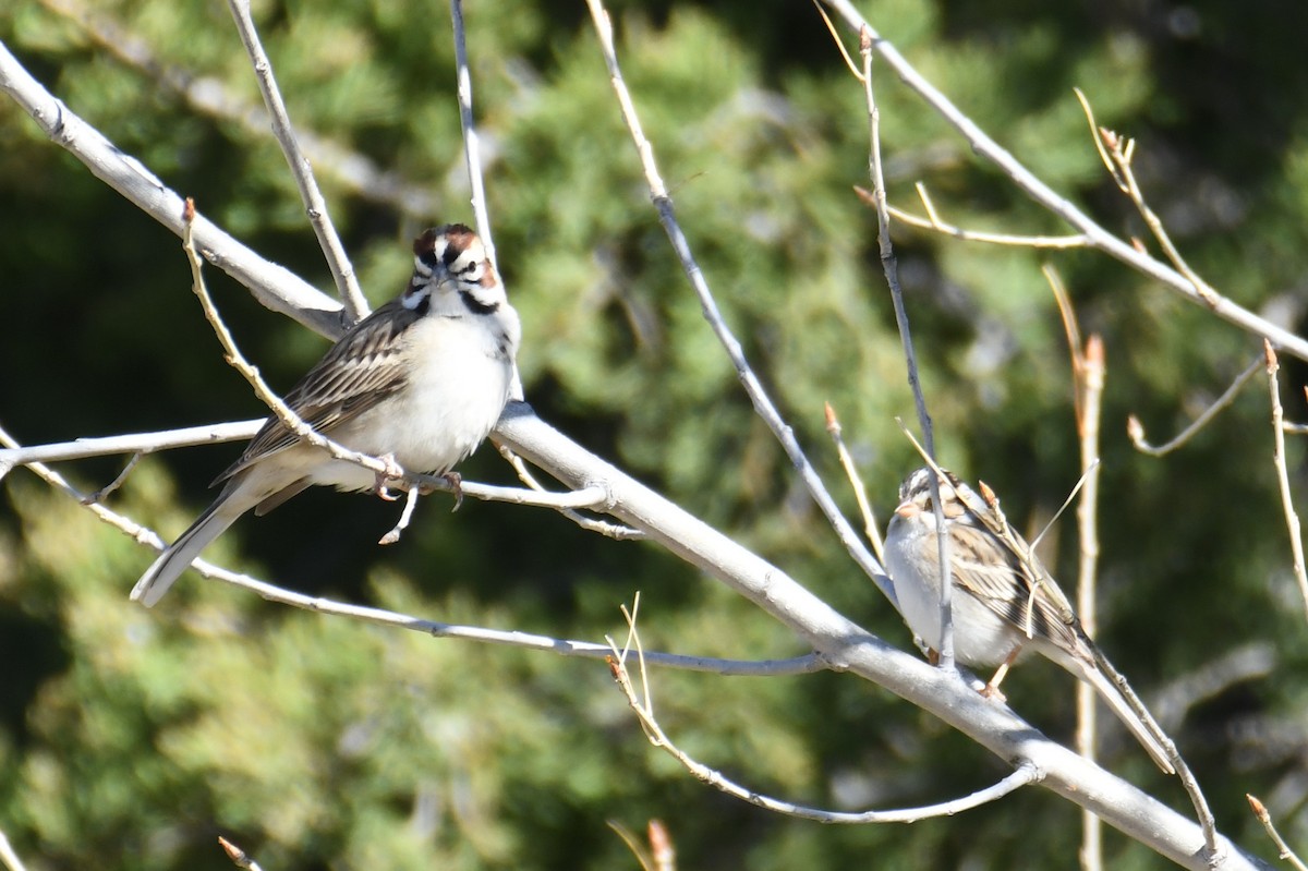 Lark Sparrow - Colin Dillingham