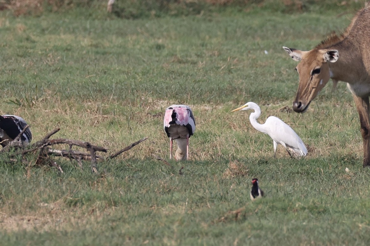 Painted Stork - ML618256994