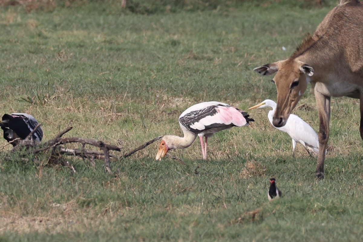 Painted Stork - ML618256995