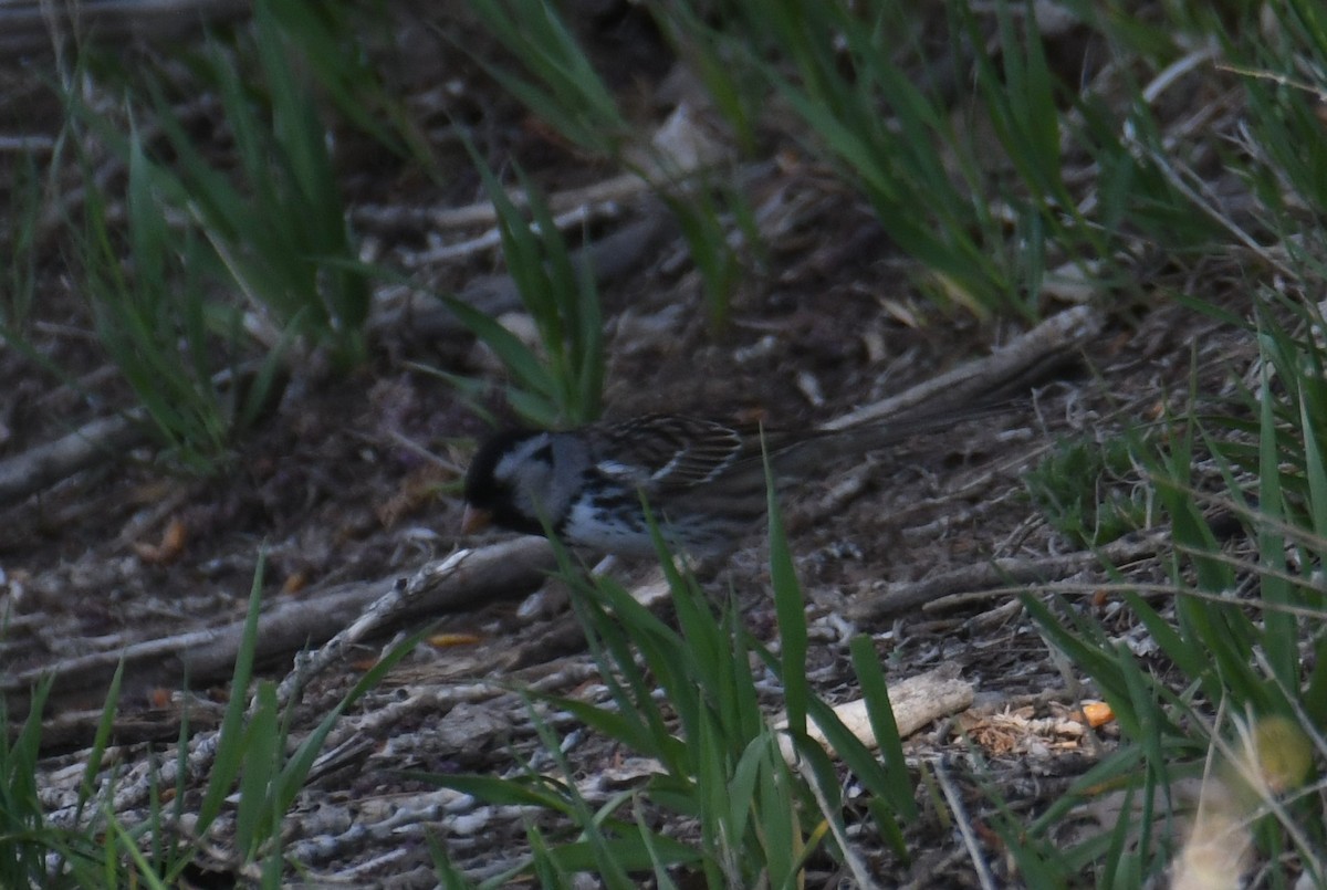 Harris's Sparrow - Colin Dillingham