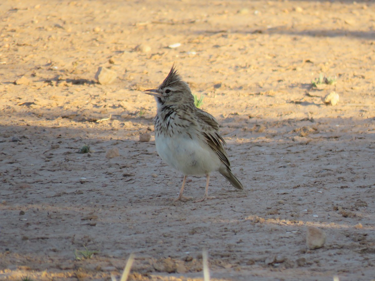 Eurasian Skylark - Zlatan Celebic