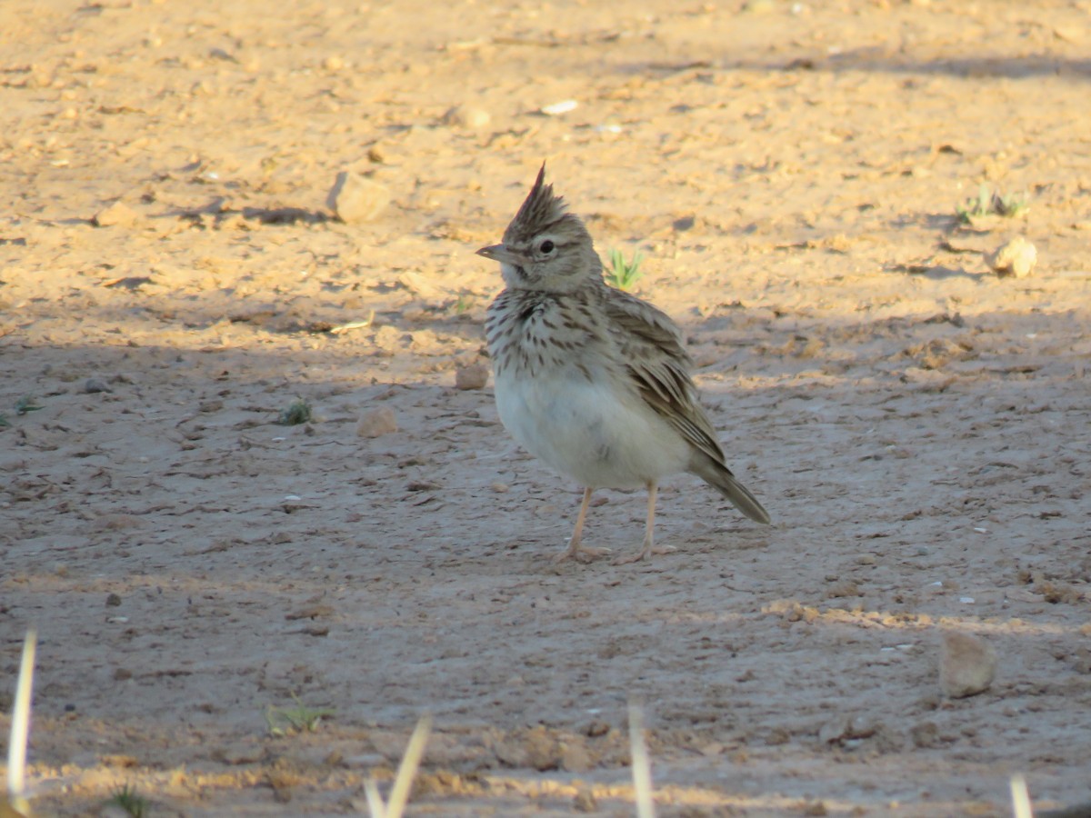 Eurasian Skylark - Zlatan Celebic