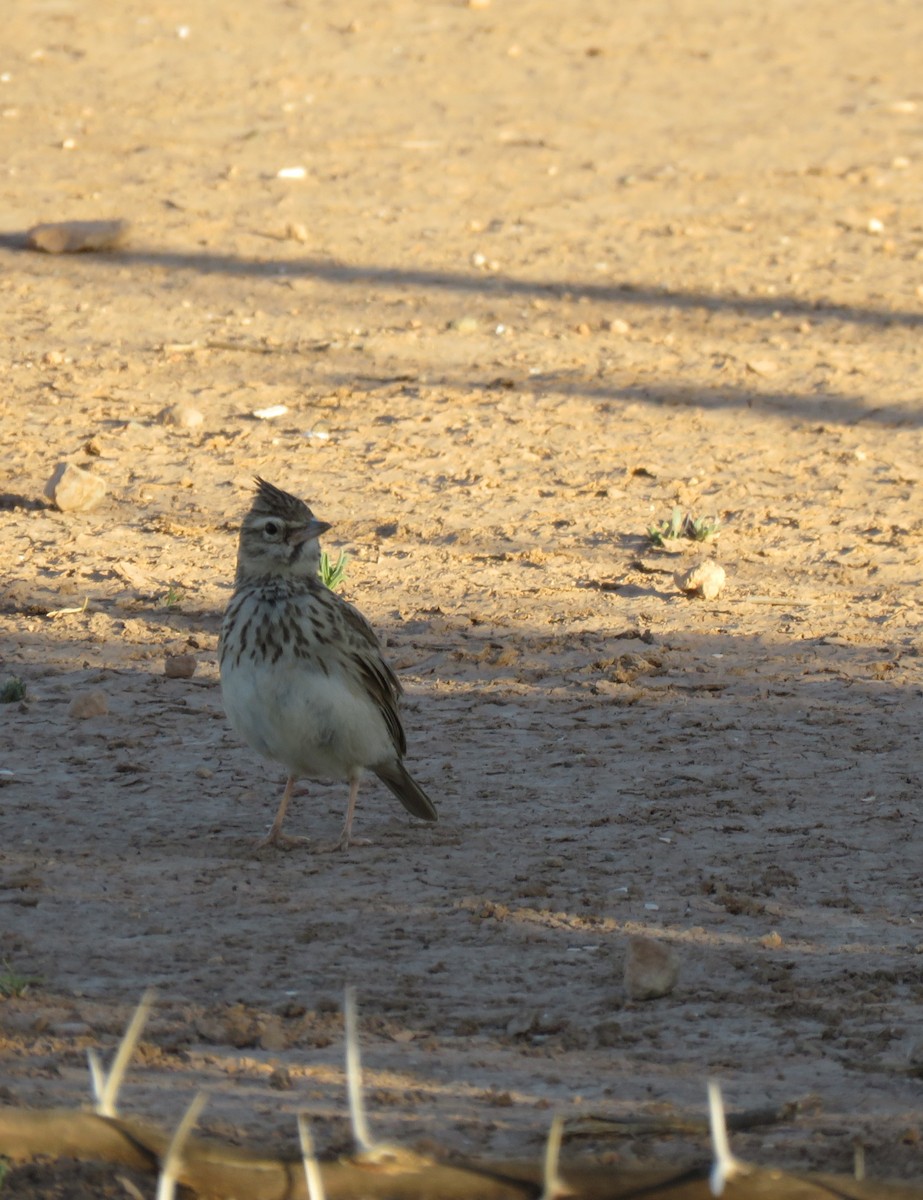 Eurasian Skylark - Zlatan Celebic