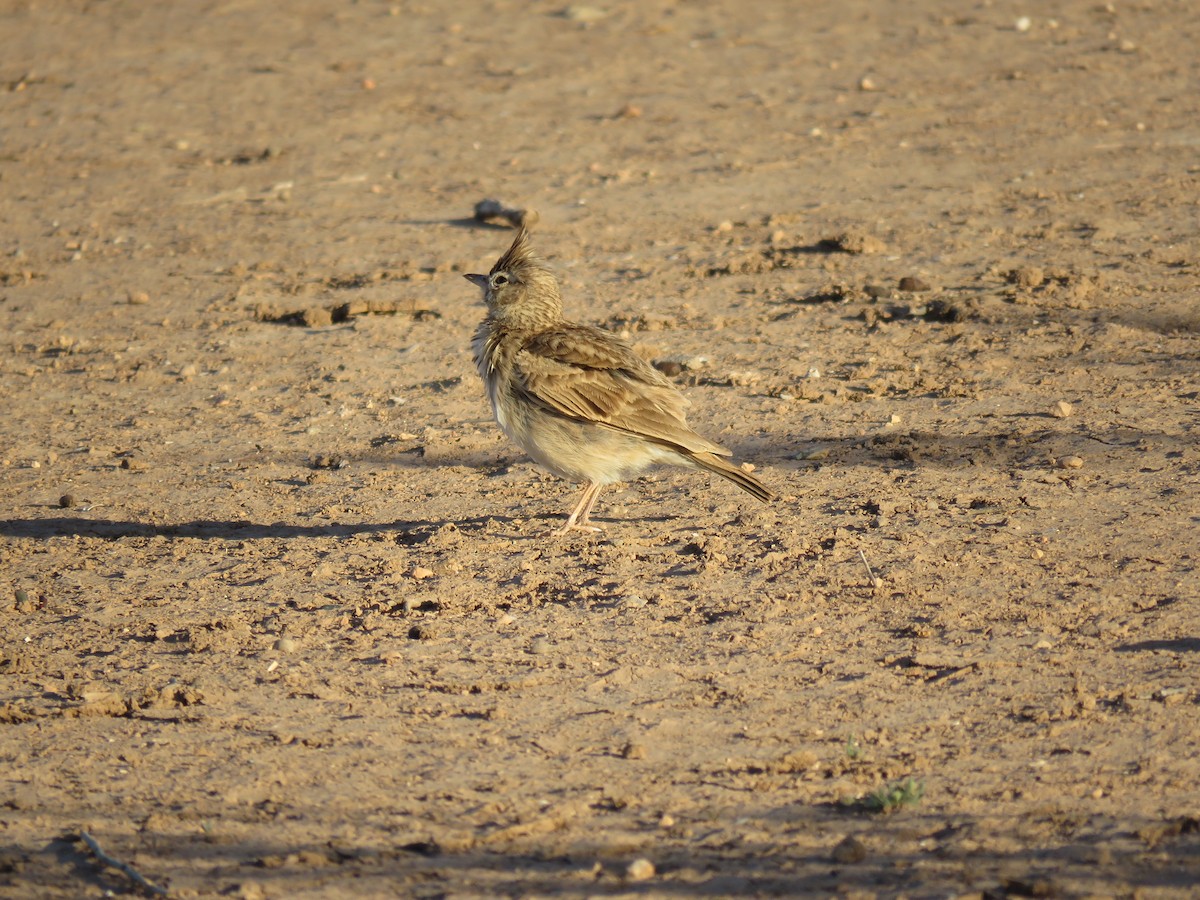 Eurasian Skylark - Zlatan Celebic