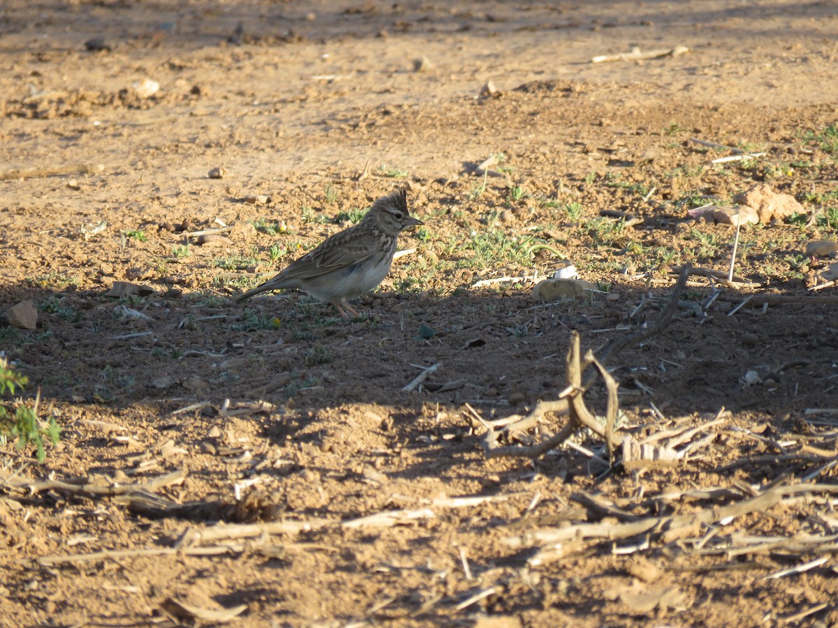 Eurasian Skylark - Zlatan Celebic