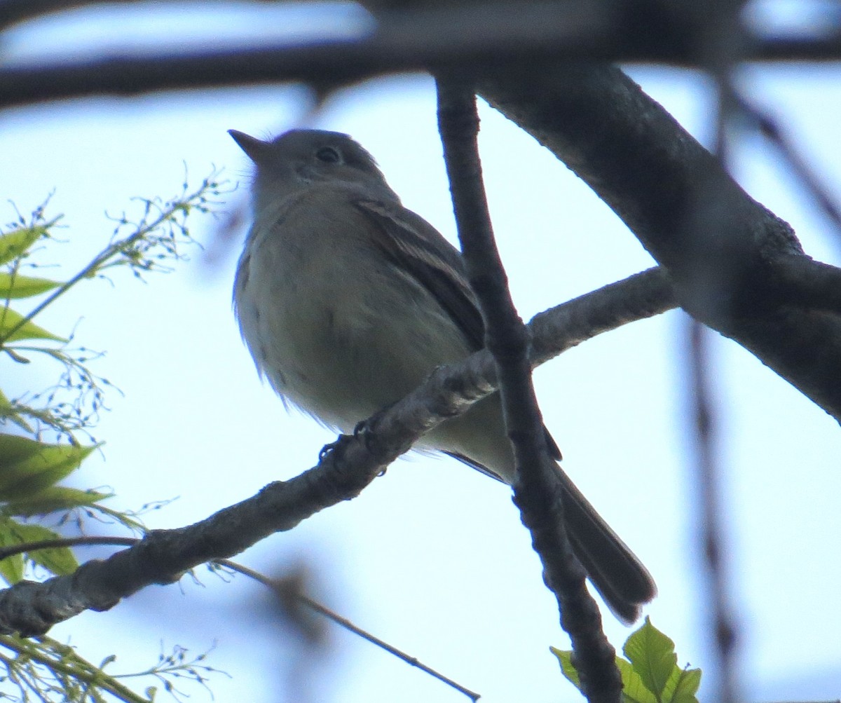 Least Flycatcher - Vivek Govind Kumar