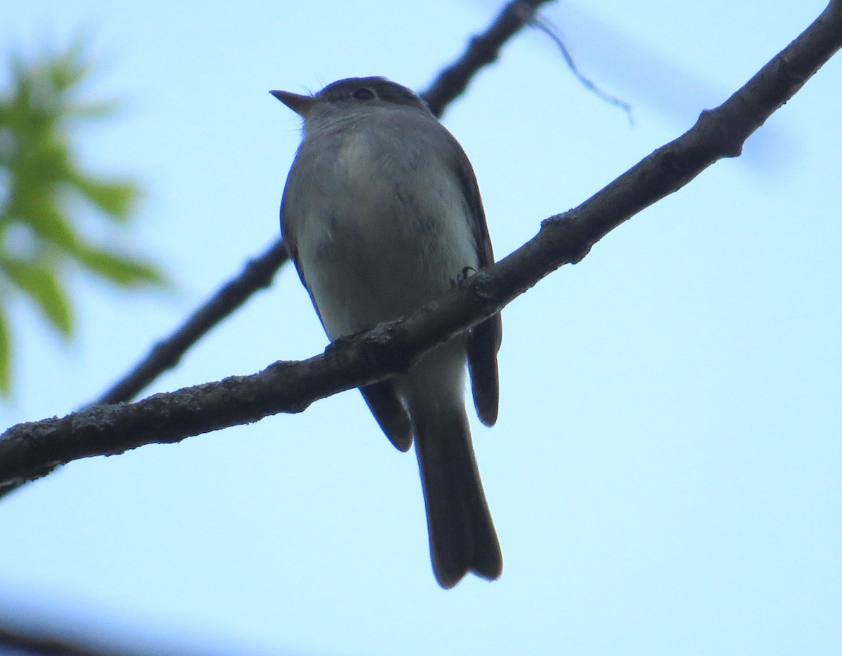 Moucherolle tchébec - ML618257016