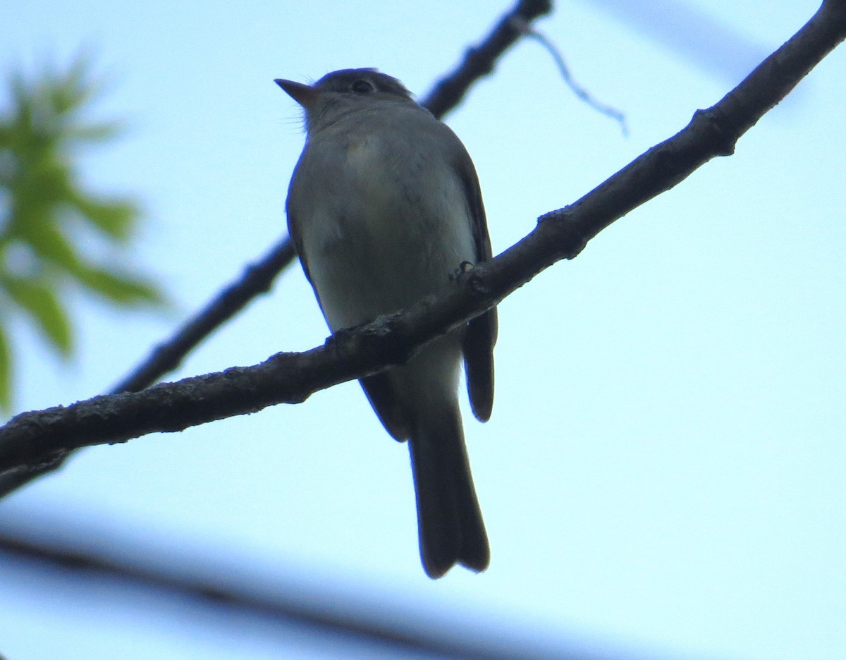 Moucherolle tchébec - ML618257017