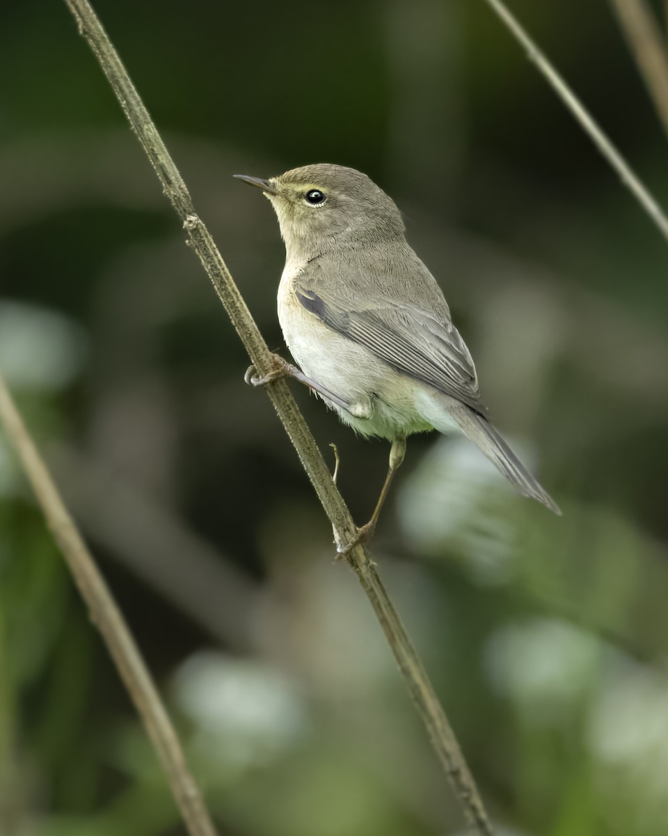 Common Chiffchaff - ML618257018