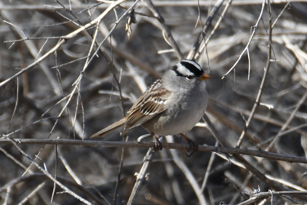 White-crowned Sparrow - Colin Dillingham