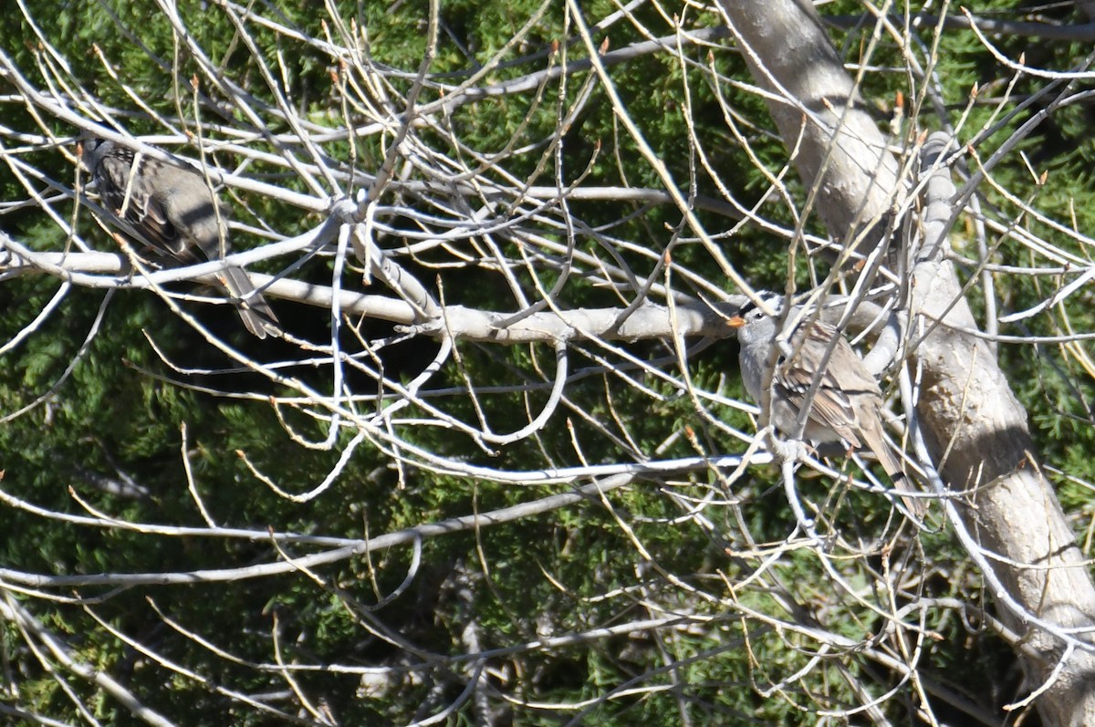 White-crowned Sparrow - Colin Dillingham