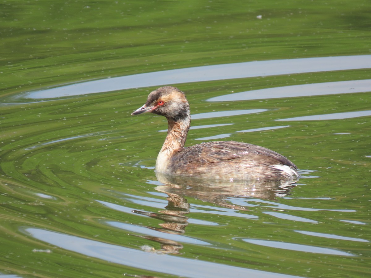 Horned Grebe - Rick Robinson