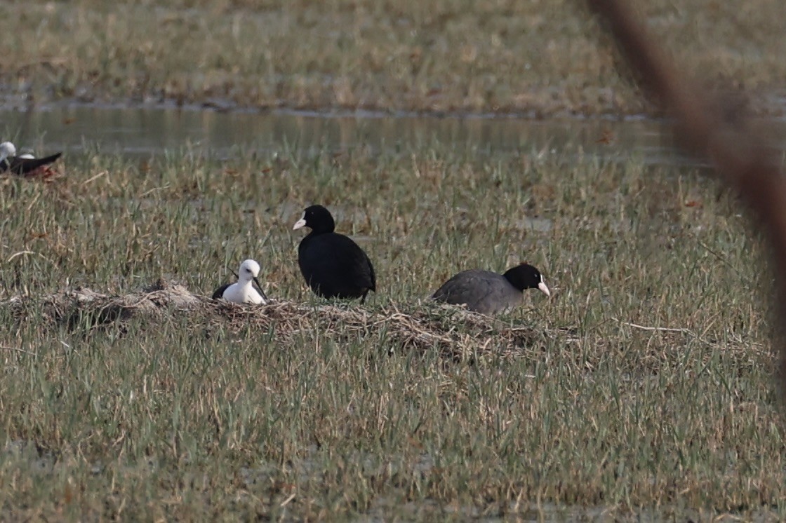 Eurasian Coot - Andrew William