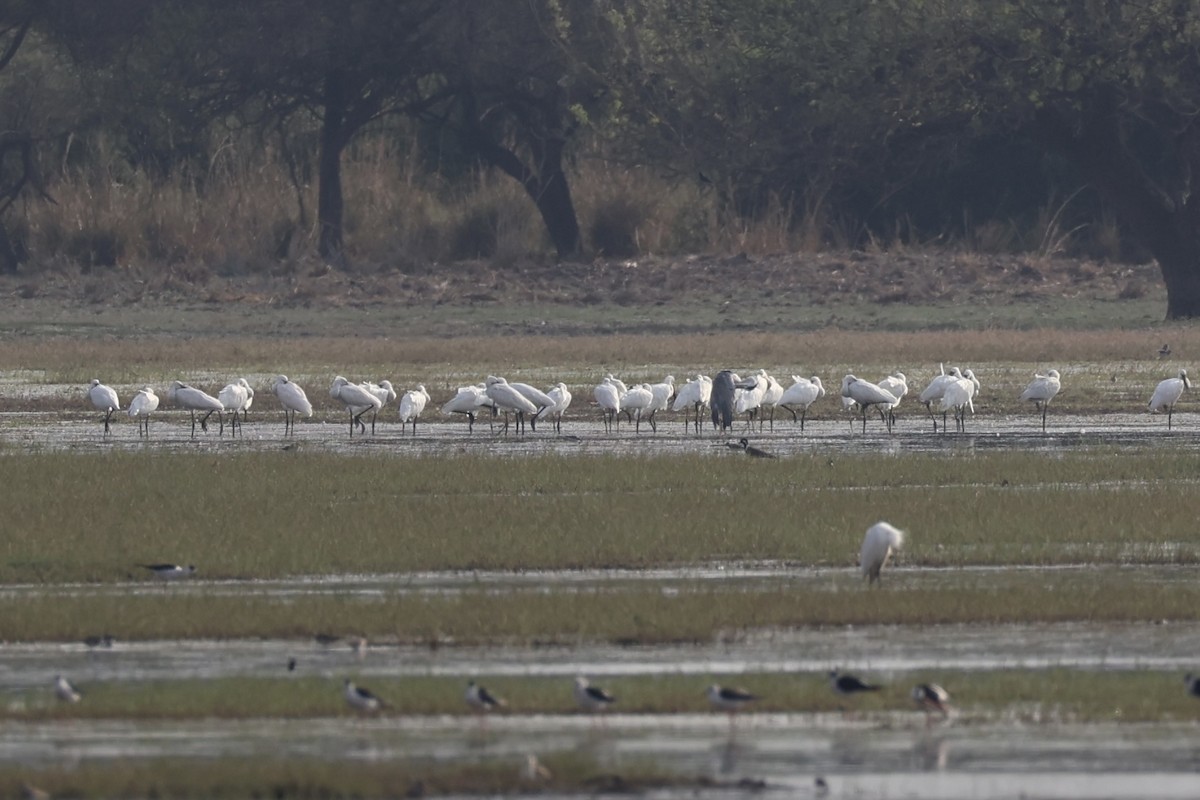 Eurasian Spoonbill - Andrew William