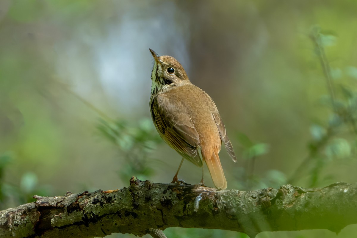 Hermit Thrush - Ashley Pichon