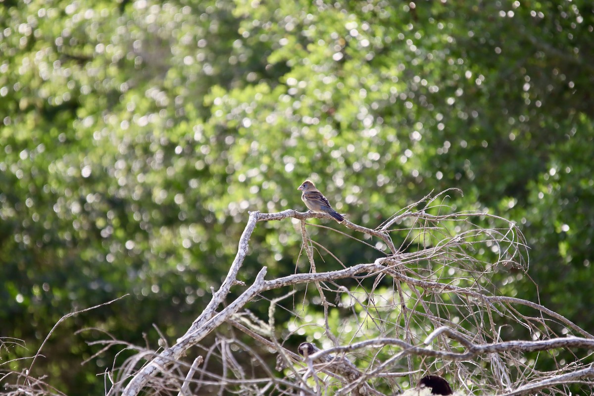 Blue Grosbeak - Jeff Schroeder